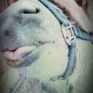 Meet your Posher, Daphne